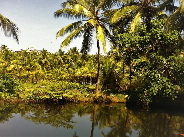Keralan lush.jpg
